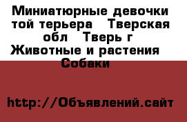 Миниатюрные девочки той-терьера - Тверская обл., Тверь г. Животные и растения » Собаки   